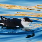 La Gazza marina è una specie tipica del Nord Europa (Foto: Renato Balestrieri)