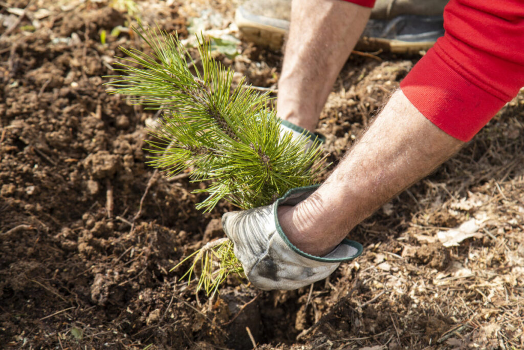Un dettaglio della messa a dimora di un albero