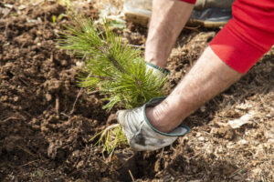 Un dettaglio della messa a dimora di un albero