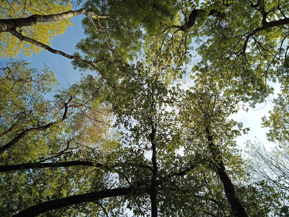 alberi fotografati dal basso