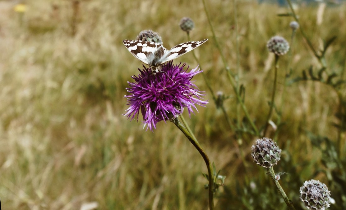 Una farfalla impollina un fiore