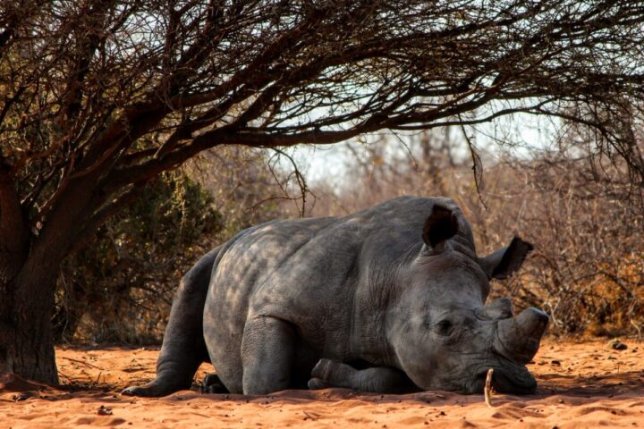 Un rinoceronte africano cerca ombra sotto un albero