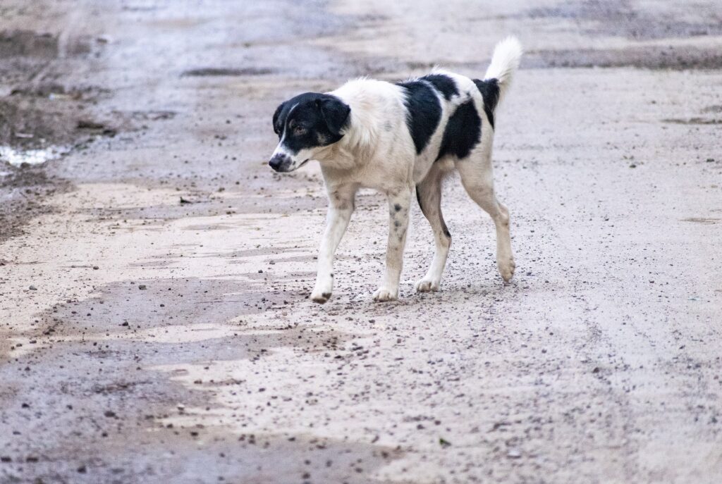 Un cane randagio