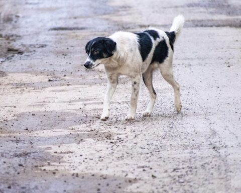 Un cane randagio