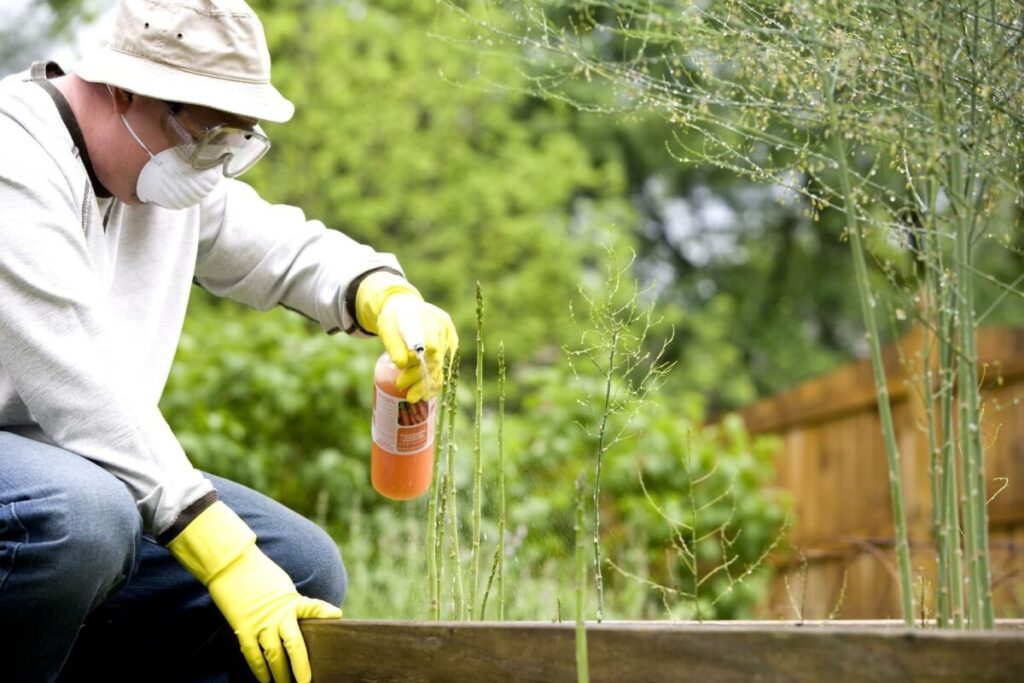 Un uomo spruzza del pesticida nel suo giardino