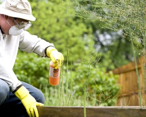 Un uomo spruzza del pesticida nel suo giardino