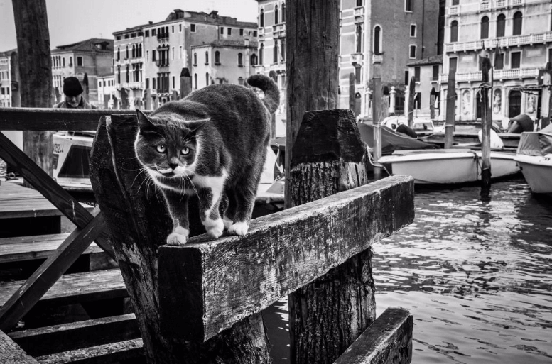 Foto della serie Cats in Venice di Marianna Zampieri (per gentile concessione)