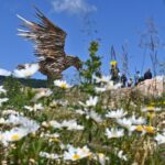 L'Aquila nel comune du Grigno, in Trentino. È l'ultima opera dello scultore Martalar (Foto: Stefania Bernardotto)