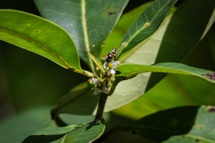 fiori di Pernambuco holly(Ilex sapiiformis), albero che si riteneva estinto (Foto: Fred Jordão/Re:wild.org)