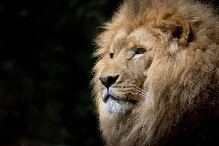 Il primo piano di un magnifico leone. Dei 200mila "Panthera Leo" africani, ne sono sopravvissuti solo 20mila