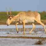 La saiga tatarica o antilope delle steppe. Nella Lista Rossa Iucn, la specie è passata da uno stato di pericolo critico d'estinzione a quello di quasi minacciata