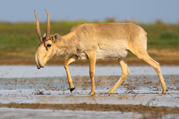 La saiga tatarica o antilope delle steppe. Nella Lista Rossa Iucn, la specie è passata da uno stato di pericolo critico d'estinzione a quello di quasi minacciata