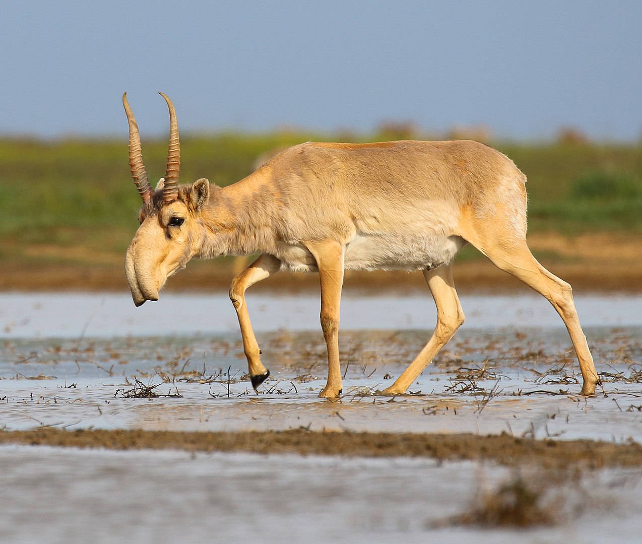 La saiga tatarica o antilope delle steppe. Nella Lista Rossa Iucn, la specie è passata da uno stato di pericolo critico d'estinzione a quello di quasi minacciata