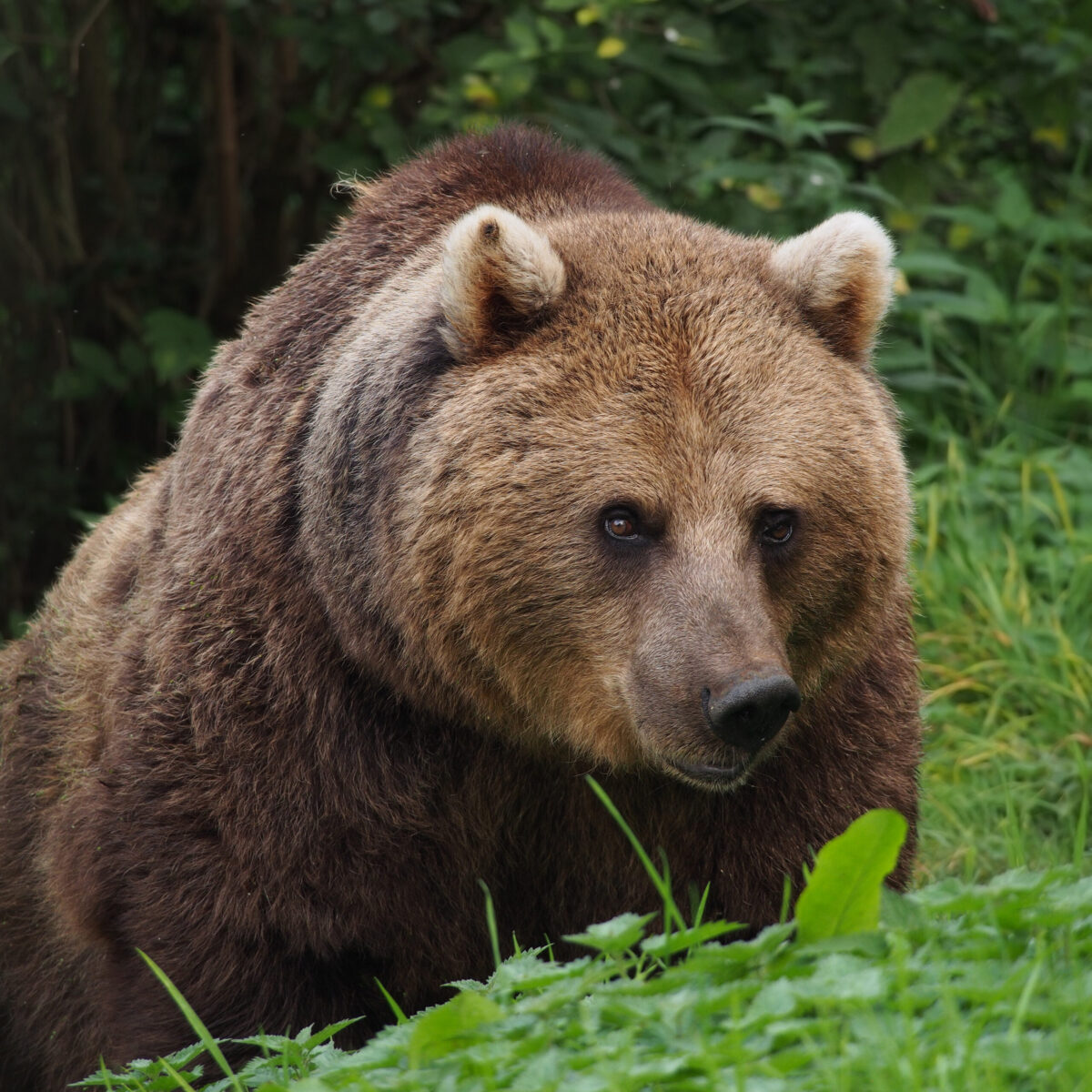 Un esemplare di orso bruno europeo