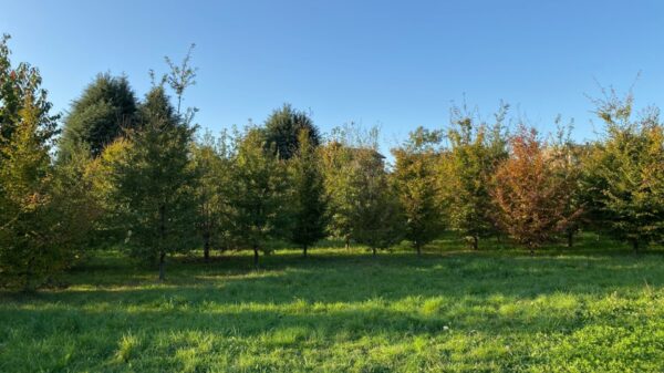 Un esempio di forestazione 