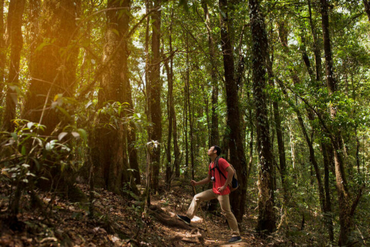 Un escursionista in una foresta