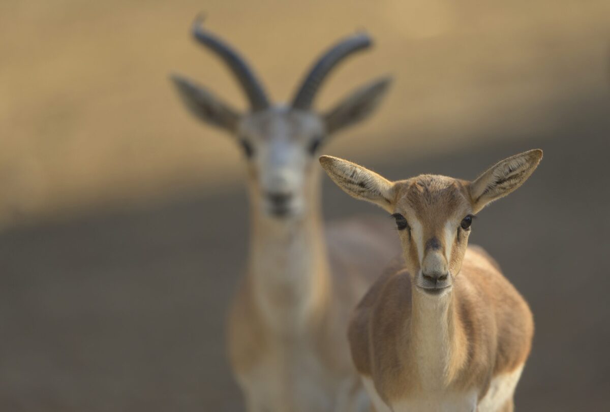 Alla Cop14 Cms di Samarcanda sono state approvate molte azioni importanti per la tutela delle specie migratorie (Foto: Freepik)