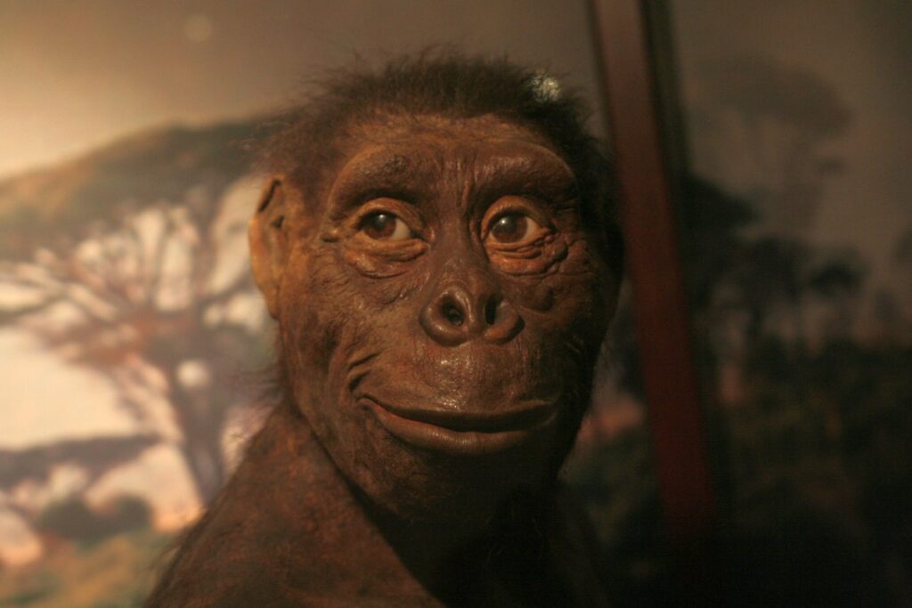 Una ricostruzione di Lucy esposta al Museo dell’Evoluzione di Varsavia (Foto: Shalom, CC BY-SA 3.0, via Wikimedia Commons)