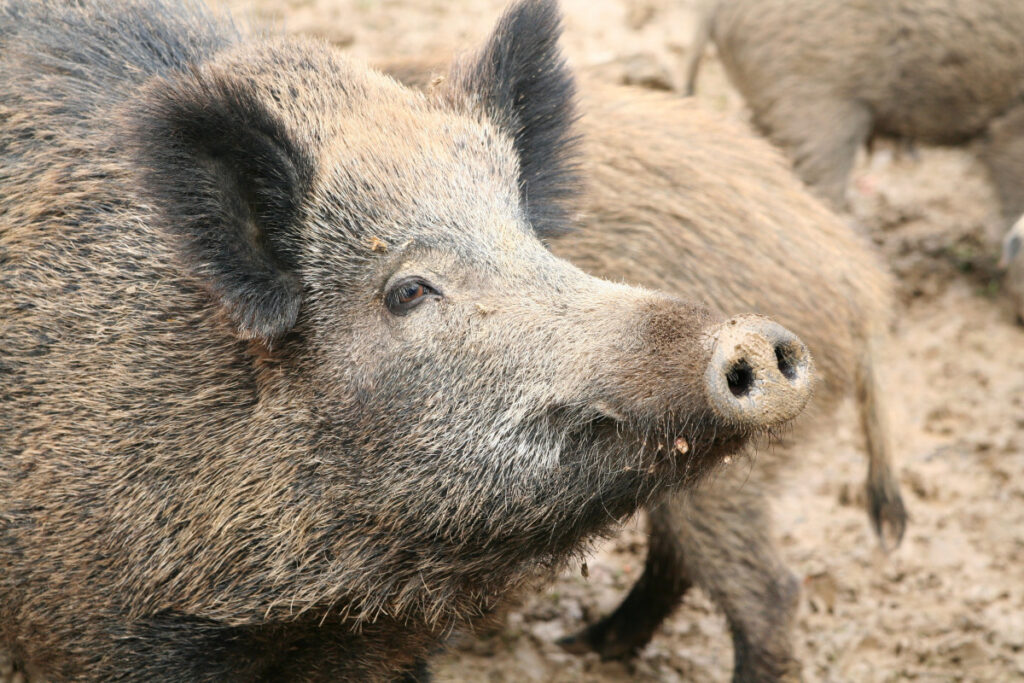 Negli ultimi anni sono frequenti le visite, in molte città italiane, di cinghiali e altri animali selvatici