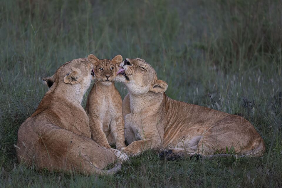 ©Mark Boyd, Wildlife Photographer of the Year