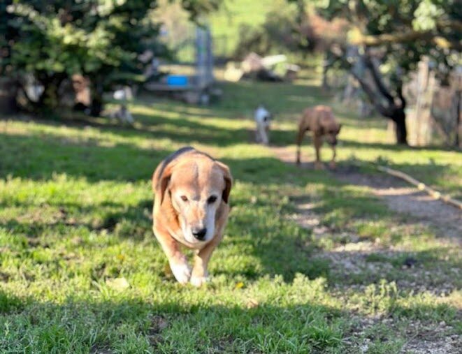 Plutone e gli altri cani che vivono insieme sgambano e giocano nelle vaste aree verdi recintate