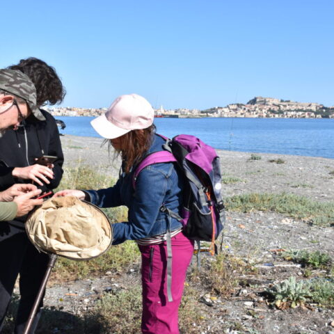 La City Nature Challenge a Milazzo, città che ha ricevuto una menzione speciale insieme al suo Museo del Mare