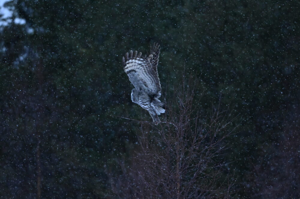 Un allocco di Lapponia in volo