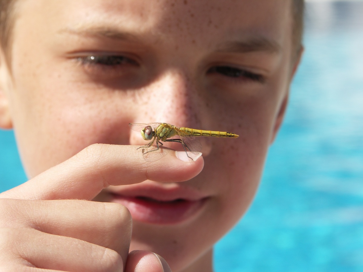 Un bambino osserva un insetto posato su un suo dito