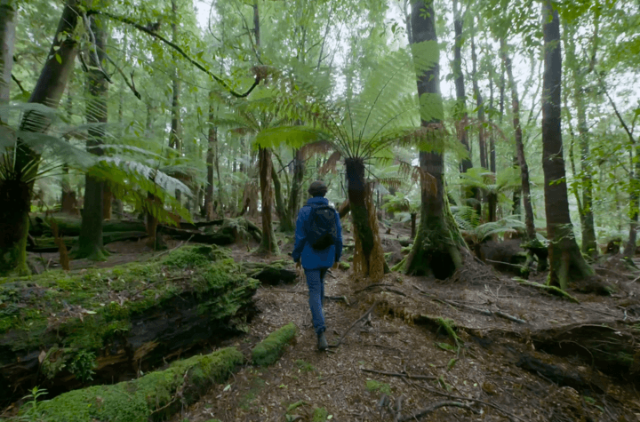 Una persona di spalle che cammina in un bosco