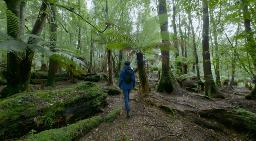 Una persona di spalle che cammina in un bosco