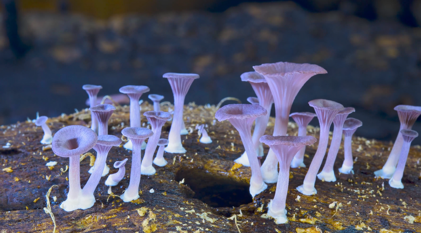 Un'altra immagine tratta dal documentario "Fungi: The Web of Life"