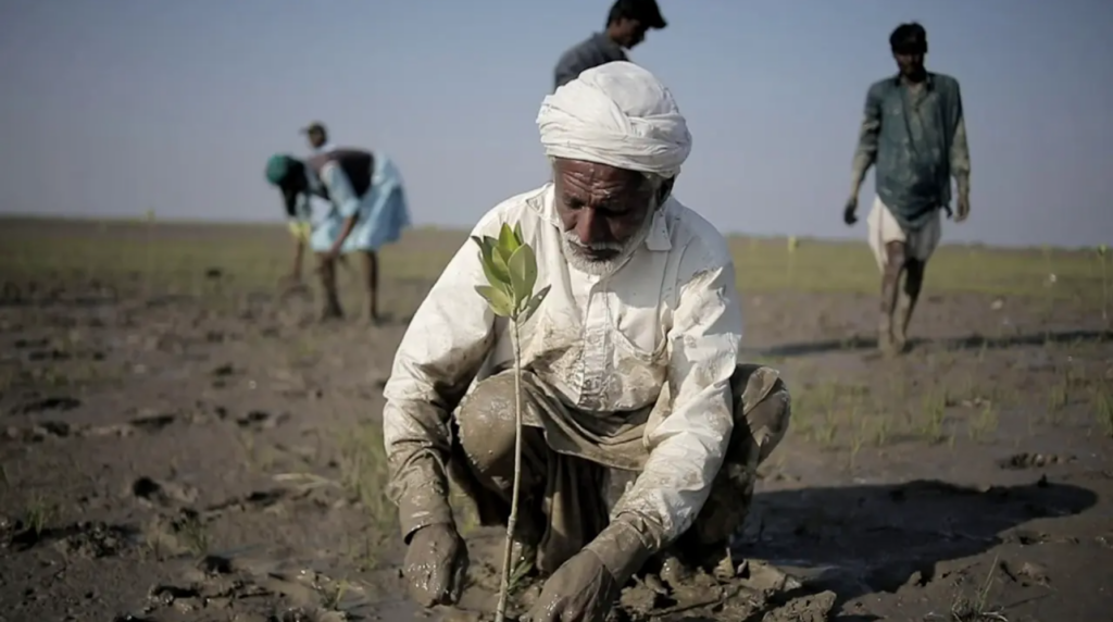 La messa a dimora di una mangrovia.. In Pakistan, negli ultimi trent’anni le foreste di mangrovie sono quasi triplicate