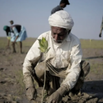 La messa a dimora di una mangrovia.. In Pakistan, negli ultimi trent’anni le foreste di mangrovie sono quasi triplicate