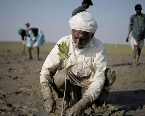 La messa a dimora di una mangrovia.. In Pakistan, negli ultimi trent’anni le foreste di mangrovie sono quasi triplicate