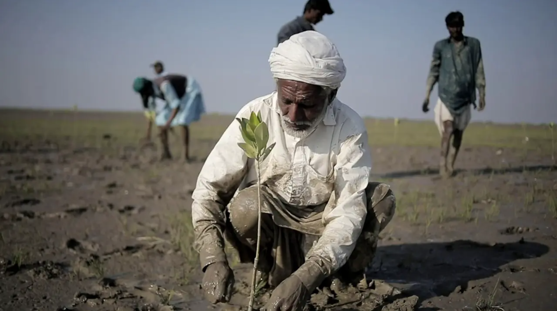 La messa a dimora di una mangrovia.. In Pakistan, negli ultimi trent’anni le foreste di mangrovie sono quasi triplicate