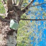 sensori installati sugli alberi della BAM - Biblioteca degli Alberi Milano per monitorare la loro capacità di assorbire CO2 e ridurre le polveri sottili