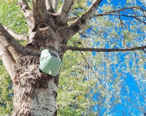 sensori installati sugli alberi della BAM - Biblioteca degli Alberi Milano per monitorare la loro capacità di assorbire CO2 e ridurre le polveri sottili