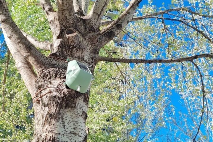 sensori installati sugli alberi della BAM - Biblioteca degli Alberi Milano per monitorare la loro capacità di assorbire CO2 e ridurre le polveri sottili