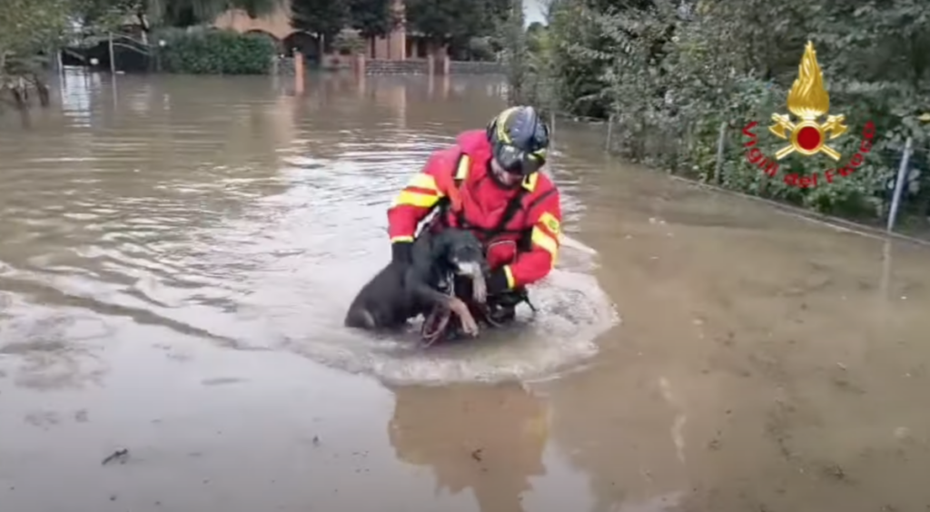 Un vigile del fuoco mentre salva un cane. Ad oggi sono stati portati a termine dal personale dei Vigili del fuoco 515 interventi di soccorso, di cui 190 nella sola provincia di Bologna (Foto: YouTube)