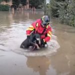 Un vigile del fuoco mentre salva un cane. Ad oggi sono stati portati a termine dal personale dei Vigili del fuoco 515 interventi di soccorso, di cui 190 nella sola provincia di Bologna (Foto: YouTube)