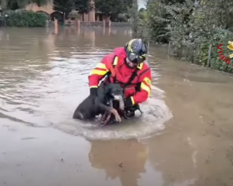 Un vigile del fuoco mentre salva un cane. Ad oggi sono stati portati a termine dal personale dei Vigili del fuoco 515 interventi di soccorso, di cui 190 nella sola provincia di Bologna (Foto: YouTube)