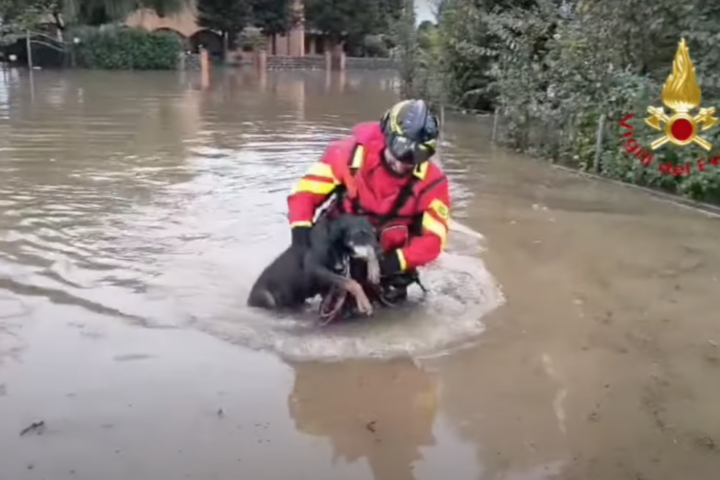 Un vigile del fuoco mentre salva un cane. Ad oggi sono stati portati a termine dal personale dei Vigili del fuoco 515 interventi di soccorso, di cui 190 nella sola provincia di Bologna (Foto: YouTube)