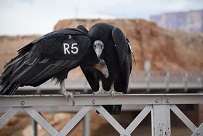 Un giovane e un adulto di Condor della California sul Navajo Bridge, in Arizona; sull’ala è visibile la sigla che permette di riconoscere e tracciare i singoli individui (Foto: National Park Service)