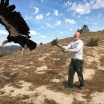 Un Condor viene rilasciato nel Pinnacle National Park dopo essere stato testato per la presenza di piombo nell’organismo (Foto: National Park Service/Arianna Punzalan)