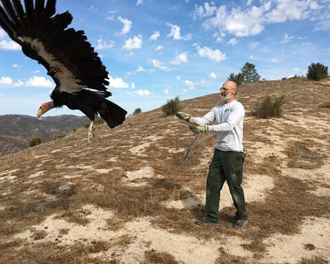 Un Condor viene rilasciato nel Pinnacle National Park dopo essere stato testato per la presenza di piombo nell’organismo (Foto: National Park Service/Arianna Punzalan)