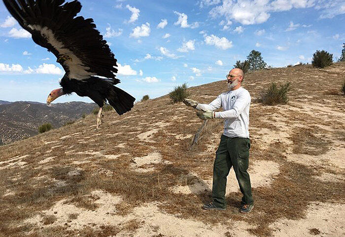 Un Condor viene rilasciato nel Pinnacle National Park dopo essere stato testato per la presenza di piombo nell’organismo (Foto: National Park Service/Arianna Punzalan)