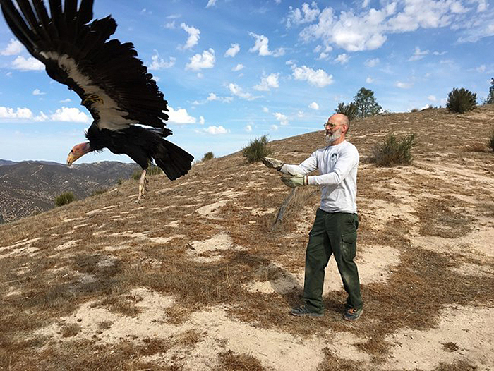 Un Condor viene rilasciato nel Pinnacle National Park dopo essere stato testato per la presenza di piombo nell’organismo (Foto: National Park Service/Arianna Punzalan)