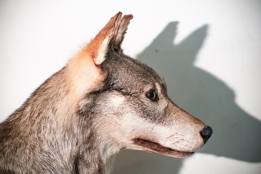 Lupo, Canis lupus. Museo di Zoologia, Sapienza Università di Roma. In mostra nella sezione terrestri