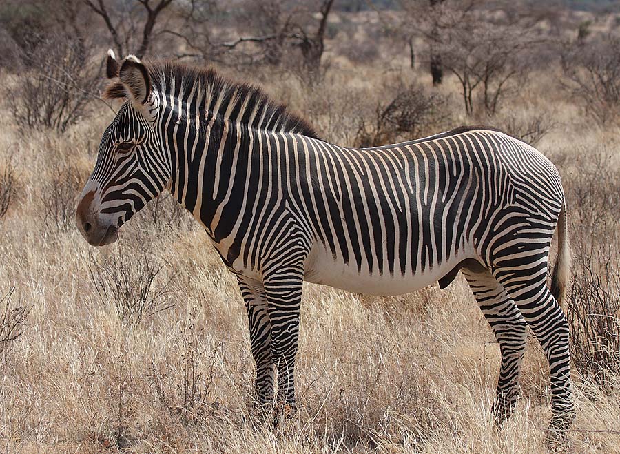 La zebra di Grevy, una delle specie a rischio presenti in Kenya (Foto:Di Rainbirder, Wikimedia. org)