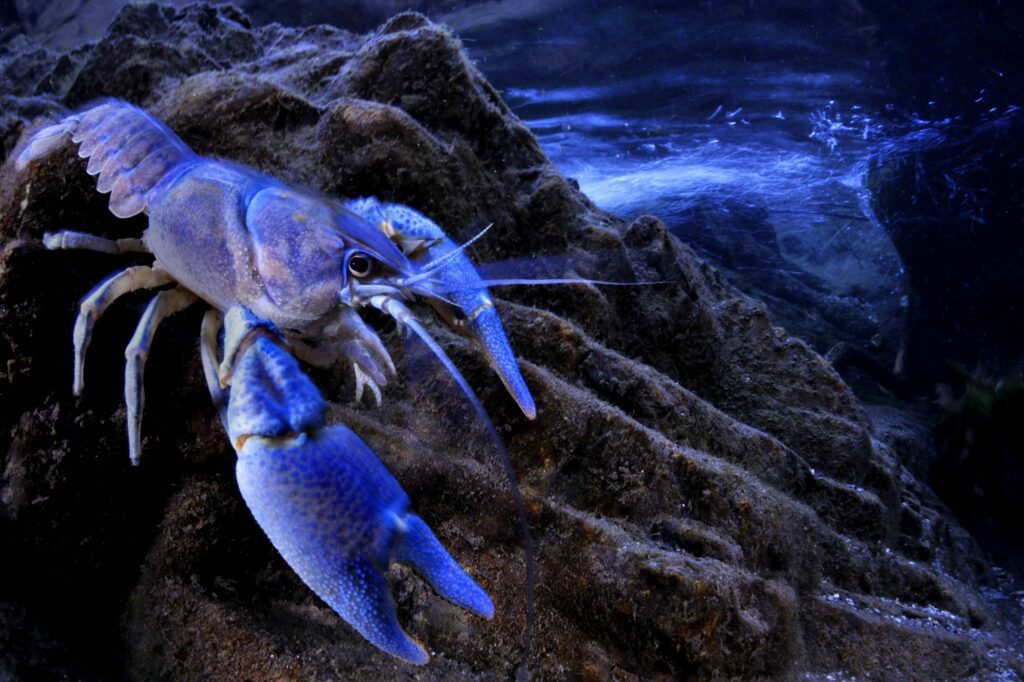 Sguardi d'autore sulla biodiversità: Gambero di fiume italiano in Lombardia